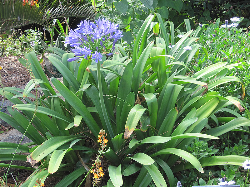 Queen Anne Agapanthus (Agapanthus africanus 'Queen Anne') at Roger's Gardens