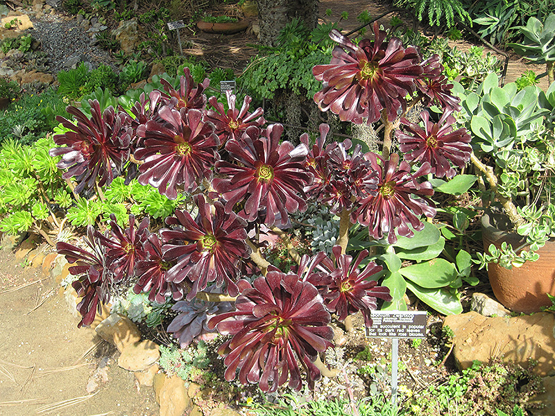 Schwarzkopf Stonecrop (Aeonium arboreum 'Schwarzkopf') at Roger's Gardens