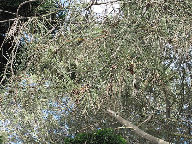 Torrey Pine (Pinus torreyana) at Roger's Gardens