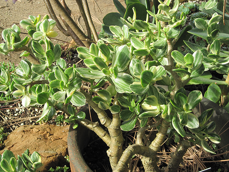 Variegated Jade Plant (Crassula ovata 'Variegata') at Roger's Gardens