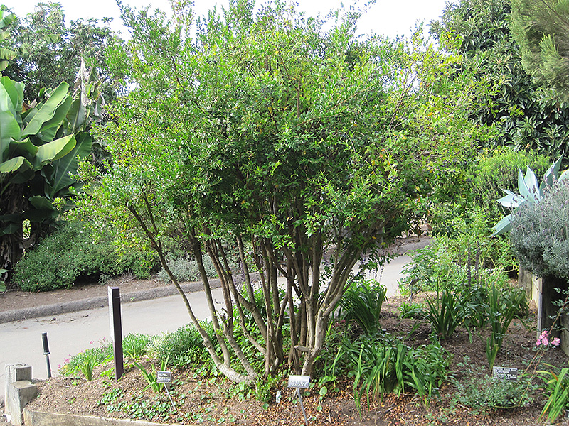 Myrtle (Myrtus communis) at Roger's Gardens
