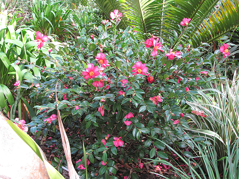 Kanjiro Camellia (Camellia sasanqua 'Kanjiro') at Roger's Gardens