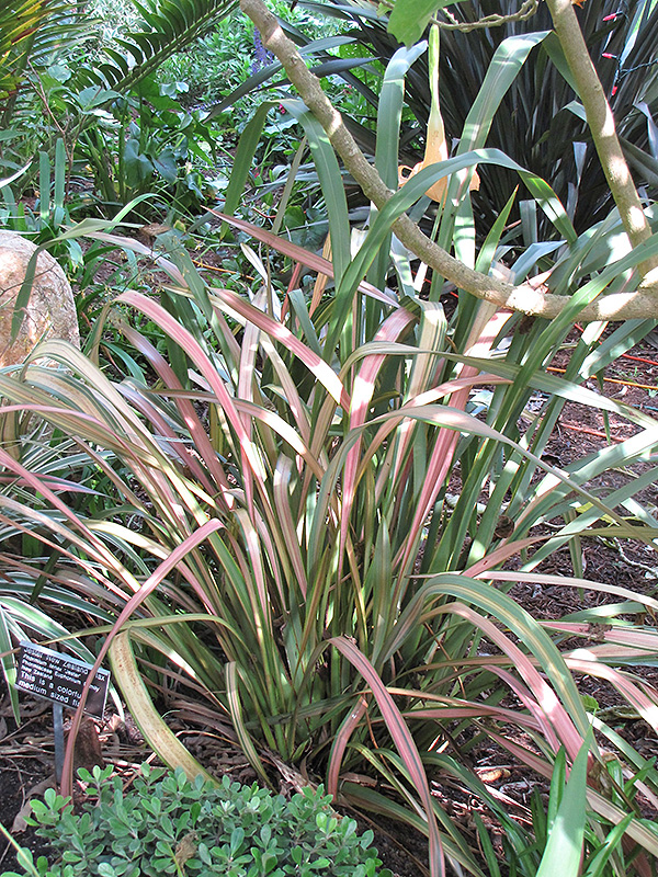 Jester New Zealand Flax (Phormium 'Jester') at Roger's Gardens