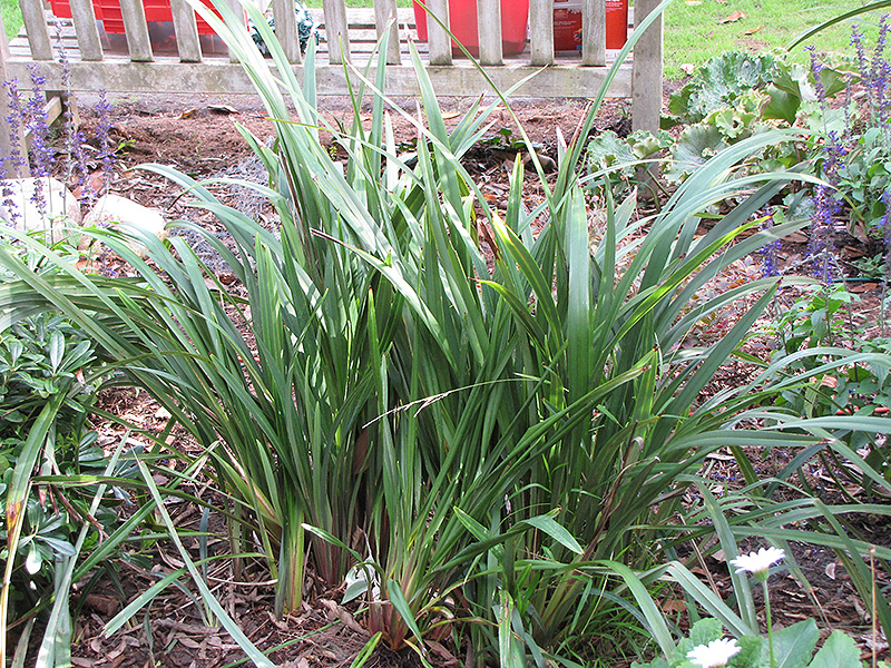 Tasman Flax Lily (Dianella tasmanica) at Roger's Gardens