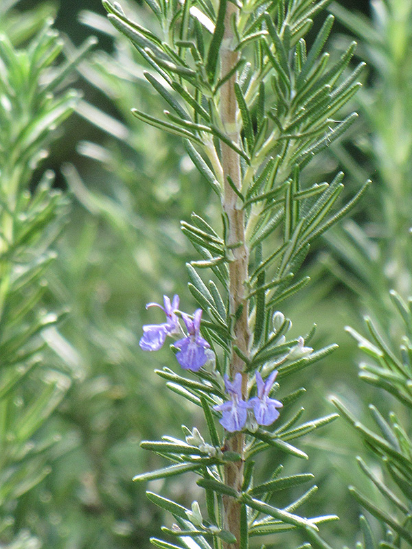 Tuscan Blue Rosemary (Rosmarinus officinalis 'Tuscan Blue') at Roger's Gardens