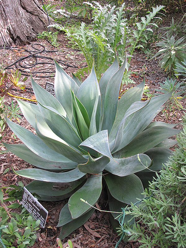 Blue Flame Agave (Agave 'Blue Flame') at Roger's Gardens