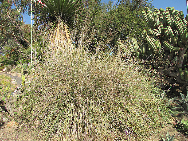 Wright's Dropseed (Sporobolus wrightii) at Roger's Gardens