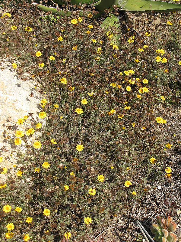 Golden Dyssodia (Thymophylla pentachaeta) at Roger's Gardens