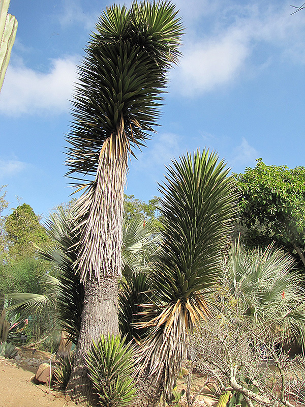Giant Tree Yucca (Yucca valida) at Roger's Gardens