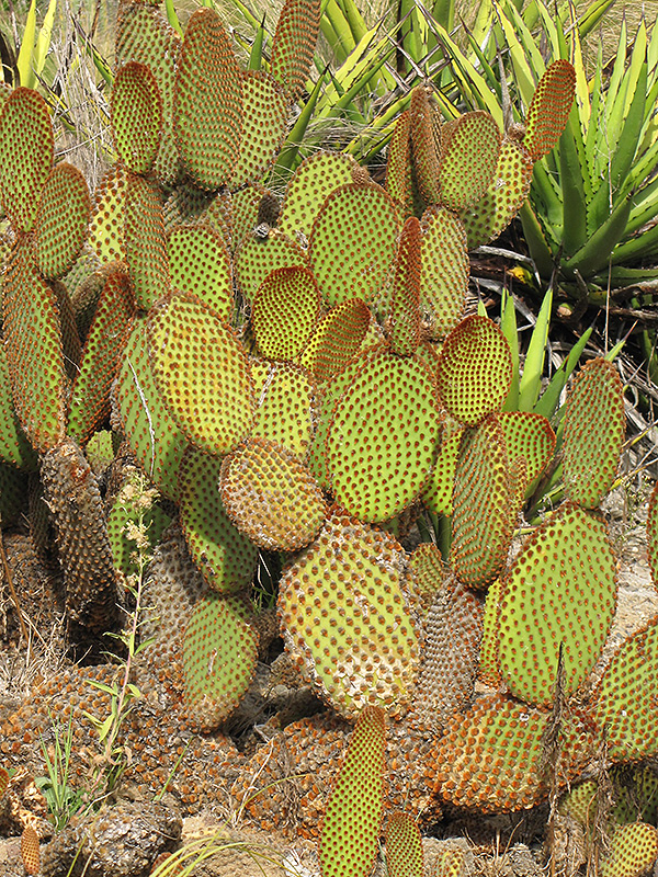 Cinnamon Cactus (Opuntia microdasys var. rufida) at Roger's Gardens