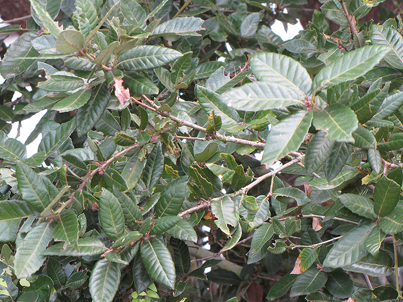 Island Oak (Quercus tomentella) at Roger's Gardens