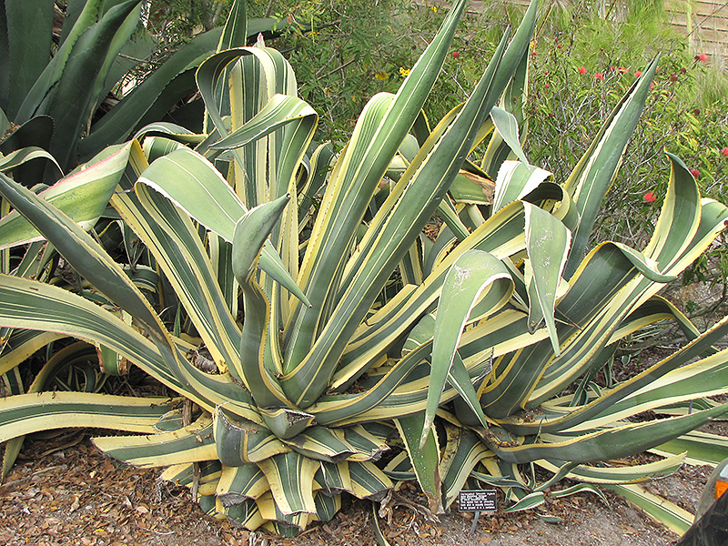 Variegated Century Plant (Agave americana 'Marginata') at Roger's Gardens