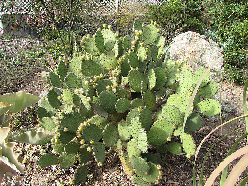 Barbary Fig (Opuntia ficus-indica) at Roger's Gardens