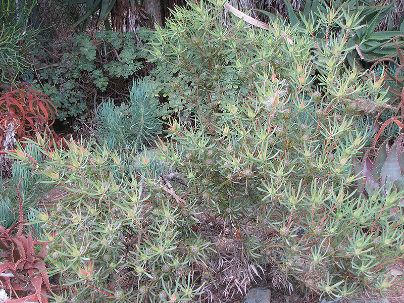 Galpin's Conebush (Leucadendron galpinii) at Roger's Gardens