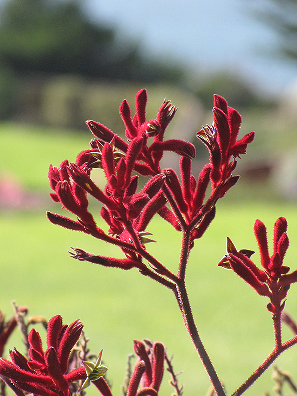 Bush Kangaroo Paw (Anigozanthos 'Bush Sunset') in Orange CA California CA Roger's Gardens