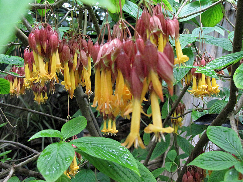 Golden Fuchsia (Deppea splendens) at Roger's Gardens