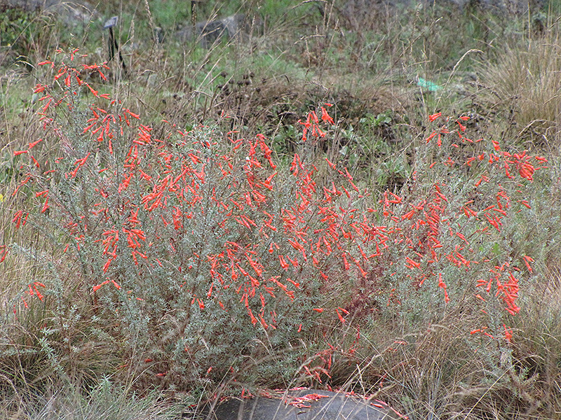 Hurricane Point California Fuchsia (Epilobium canum 'Hurricane Point') at Roger's Gardens