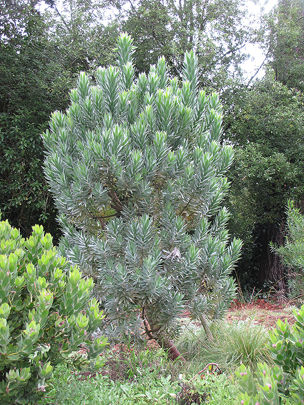 Silver Tree (Leucadendron argenteum) at Roger's Gardens