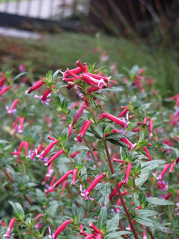 Starfire Pink Firecracker Plant (Cuphea ignea 'Starfire Pink') at Roger's Gardens