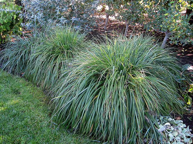 Moudry Fountain Grass (Pennisetum alopecuroides 'Moudry') at Roger's Gardens