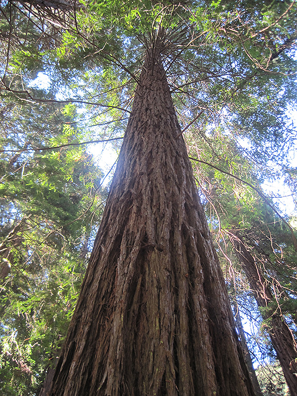 Coast Redwood (Sequoia sempervirens) at Roger's Gardens