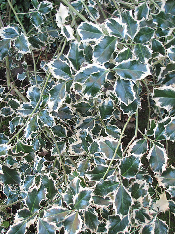Variegated English Holly (Ilex aquifolium 'Variegata') at Roger's Gardens