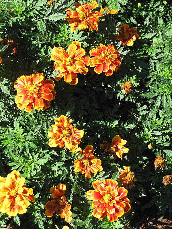 Disco Queen Marigold (Tagetes patula 'Disco Queen') at Roger's Gardens