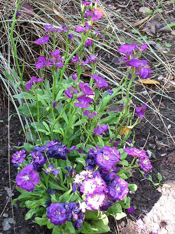 Purple Stock (Matthiola incana 'Purple') at Roger's Gardens