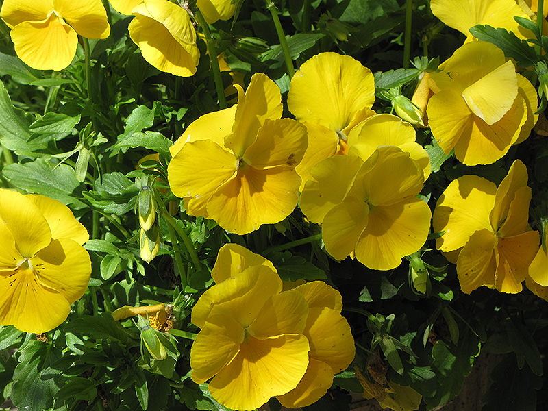 Venus Yellow Pansy (Viola x wittrockiana 'Venus Yellow') at Roger's Gardens