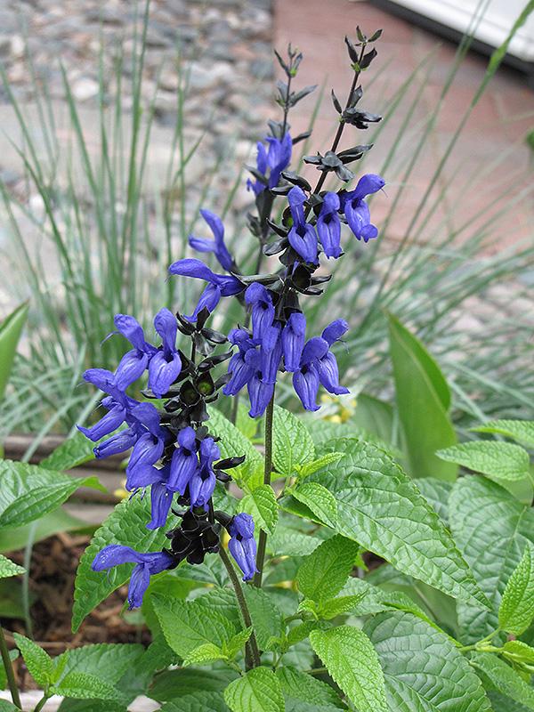 Black And Blue Anise Sage (Salvia guaranitica 'Black And Blue') at Roger's Gardens