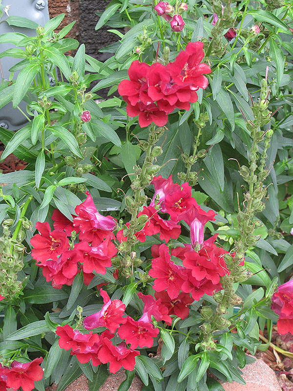 Madame Butterfly Red Snapdragon (Antirrhinum majus 'Madame Butterfly Red') at Roger's Gardens
