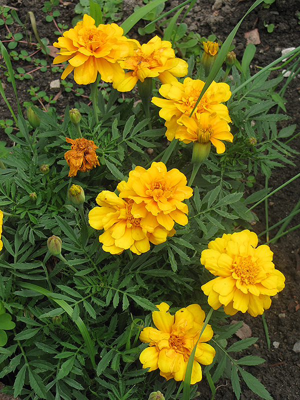 Zenith Golden Yellow Marigold (Tagetes patula 'Zenith Golden Yellow') at Roger's Gardens