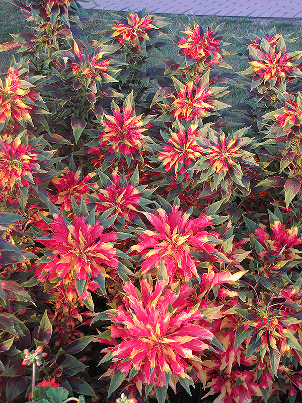 Summer Poinsettia (Amaranthus tricolor) at Roger's Gardens