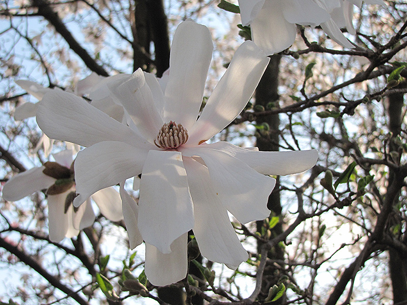 Waterlily Magnolia (Magnolia stellata 'Waterlily') at Roger's Gardens