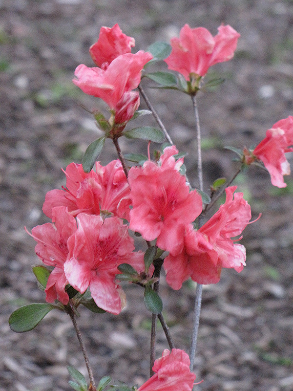 Red Wing Azalea (Rhododendron 'Red Wing') at Roger's Gardens