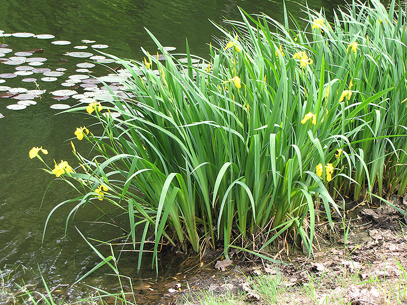 Yellow Flag Iris (Iris pseudacorus) at Roger's Gardens