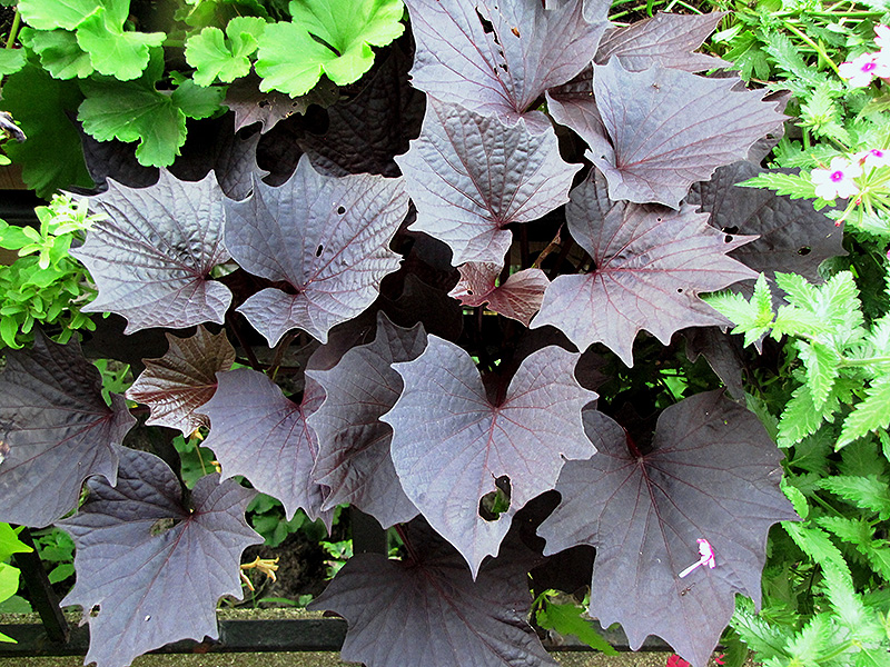 Sweet Caroline Bewitched Purple Sweet Potato Vine (Ipomoea batatas 'Sweet Caroline Bewitched Purple') at Roger's Gardens