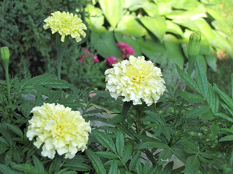 Primrose Lady Marigold (Tagetes erecta 'Primrose Lady') at Roger's Gardens