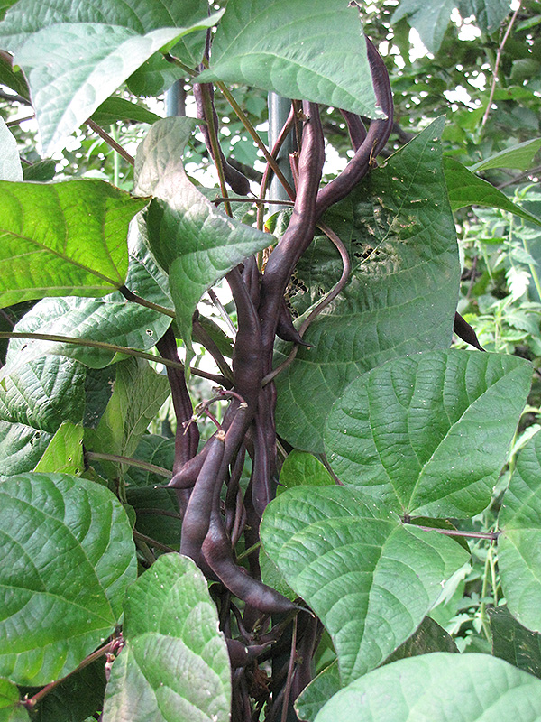 Trionfo Violetto Pole Bean (Phaseolus vulgaris 'Trionfo Violetto') at Roger's Gardens
