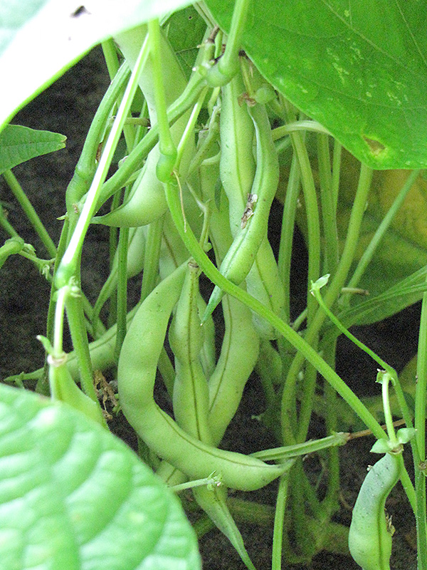 Burpee's Stringless Bush Bean (Phaseolus vulgaris 'Burpee's Stringless') at Roger's Gardens