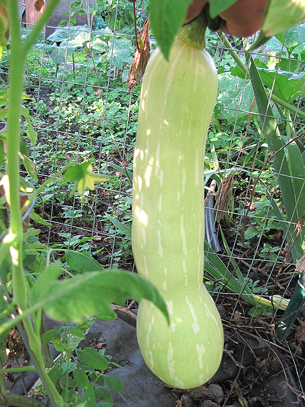 Tromboncino (Cucurbita moschata 'Tromboncino') at Roger's Gardens