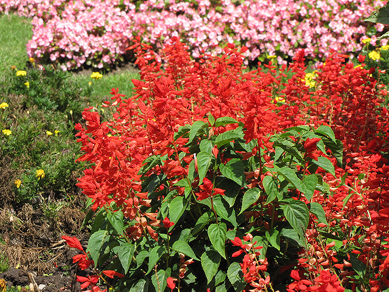 Sizzler Red Sage (Salvia splendens 'Sizzler Red') at Roger's Gardens