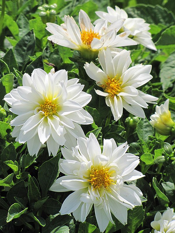 Dahlietta Blanca Dahlia (Dahlia 'Dahlietta Blanca') at Roger's Gardens