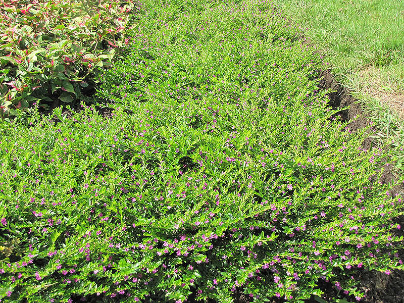False Heather (Cuphea hyssopifolia) at Roger's Gardens