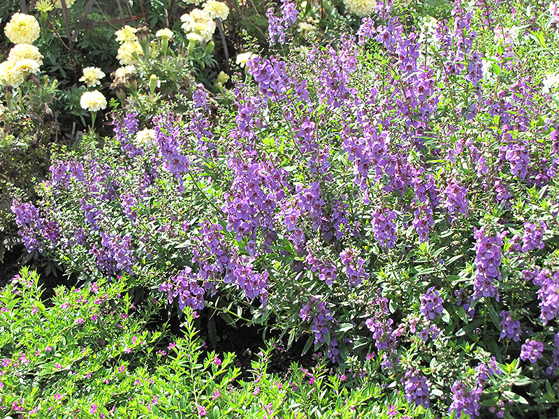 Serena Lavender Angelonia (Angelonia angustifolia 'Serena Lavender') at Roger's Gardens