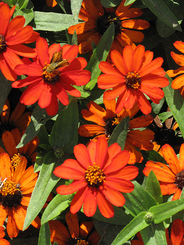 Profusion Orange Zinnia (Zinnia 'Profusion Orange') at Roger's Gardens