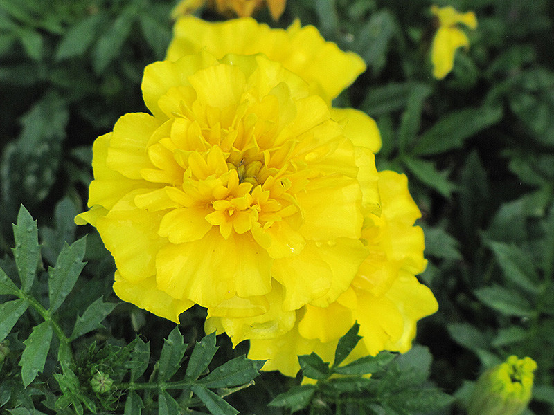 Yellow Boy Marigold (Tagetes patula 'Yellow Boy') at Roger's Gardens
