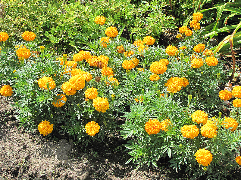 Jubilee Orange Marigold (Tagetes erecta 'Jubilee Orange') at Roger's Gardens