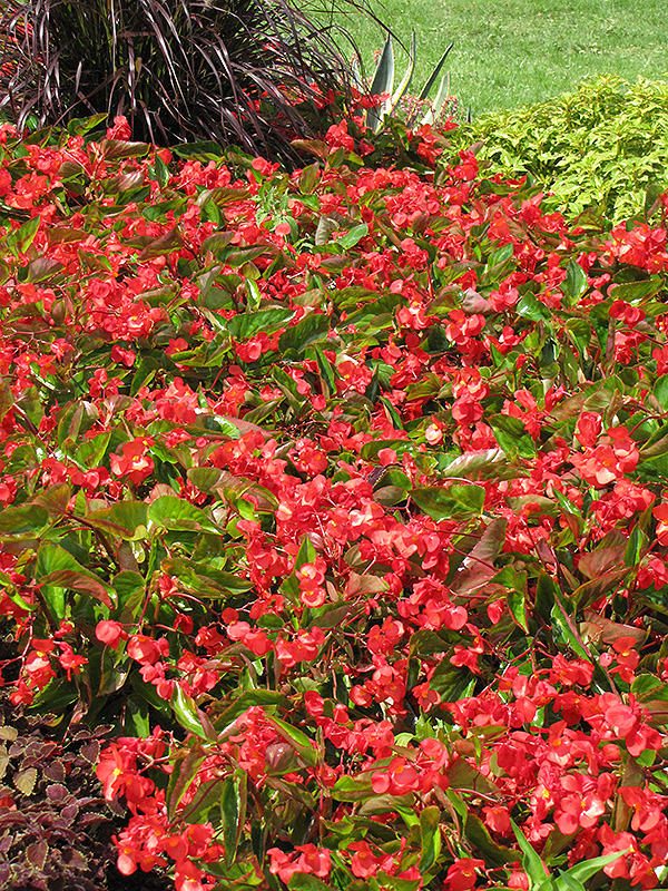 Dragon Wing Red Begonia (Begonia 'Dragon Wing Red') at Roger's Gardens