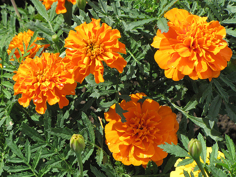 Orange Boy Marigold (Tagetes patula 'Orange Boy') at Roger's Gardens